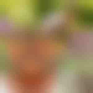 Augstumā regulējami puķu podi (3x gab.) | PLANTUP